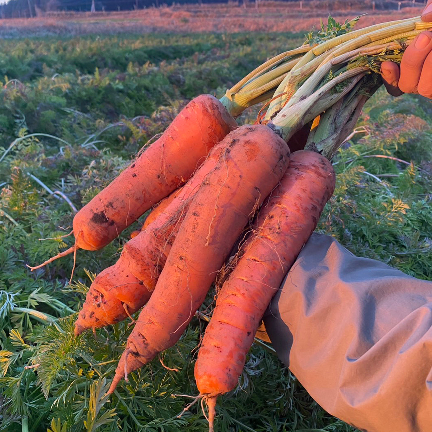 黒田五寸人参 (個性的な人参たち、規格外品、愛嬌たっぷり)