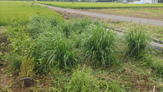 レモングラス(生・ホール) [100g]