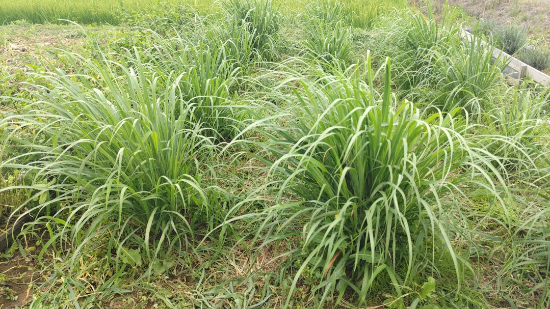 レモングラス(生・ホール) [100g] – YASAI-DO