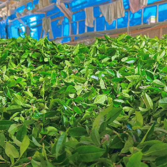 オニまる茶（くろもじ紅茶）