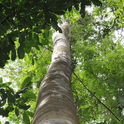 コパイバ マリマリ