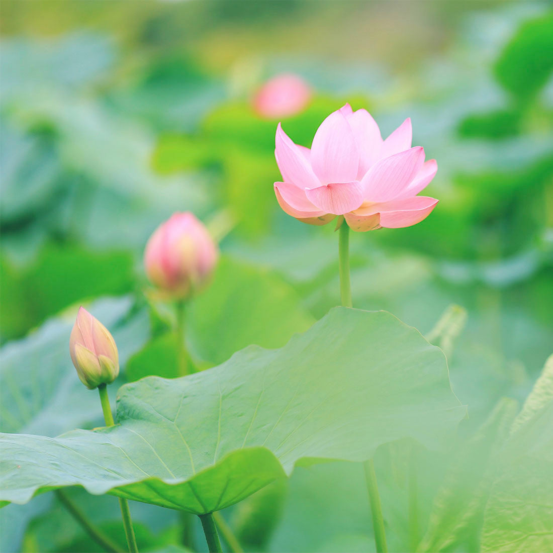 秋田悠久焙煎仕立て蓮茶千秋