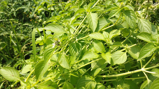 レモンバジル [50g]