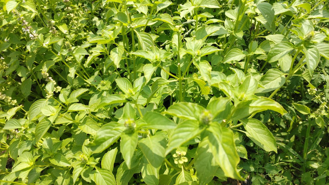 レモンバジル [50g]