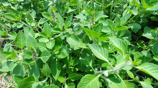 ホーリーバジル [50g]