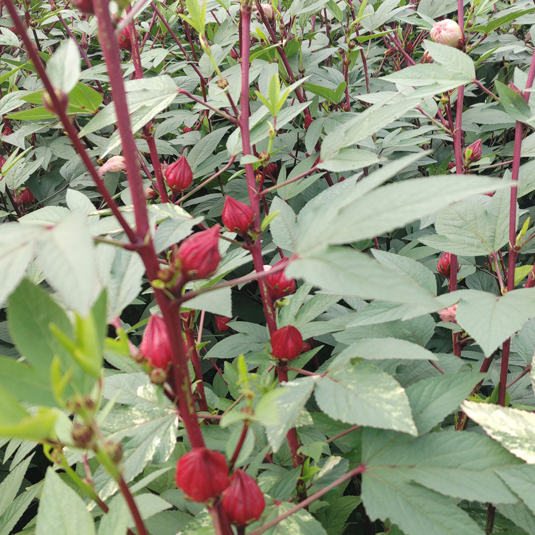 ローゼル [500g] – YASAI-DO