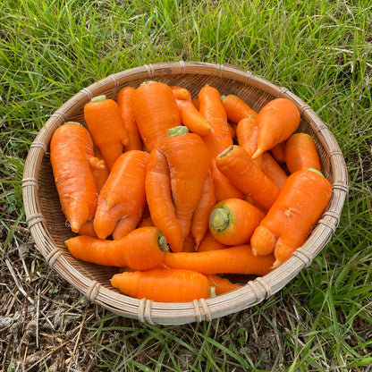 黒田五寸人参　（個性的な人参たち、規格外品、愛嬌たっぷり）