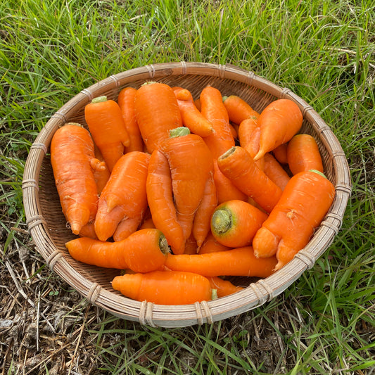 黒田五寸人参　（個性的な人参たち、規格外品、愛嬌たっぷり）