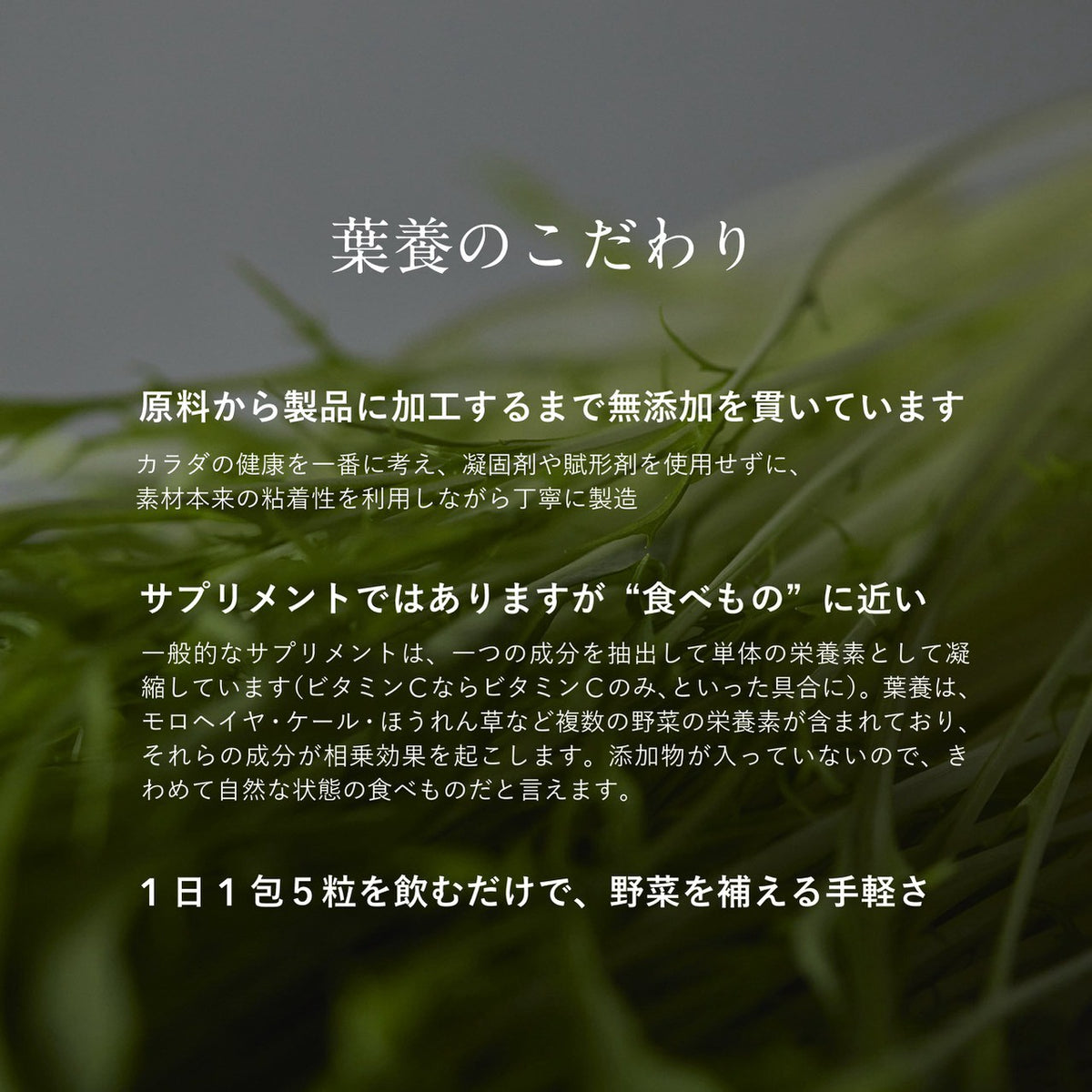 葉養 Clear bright