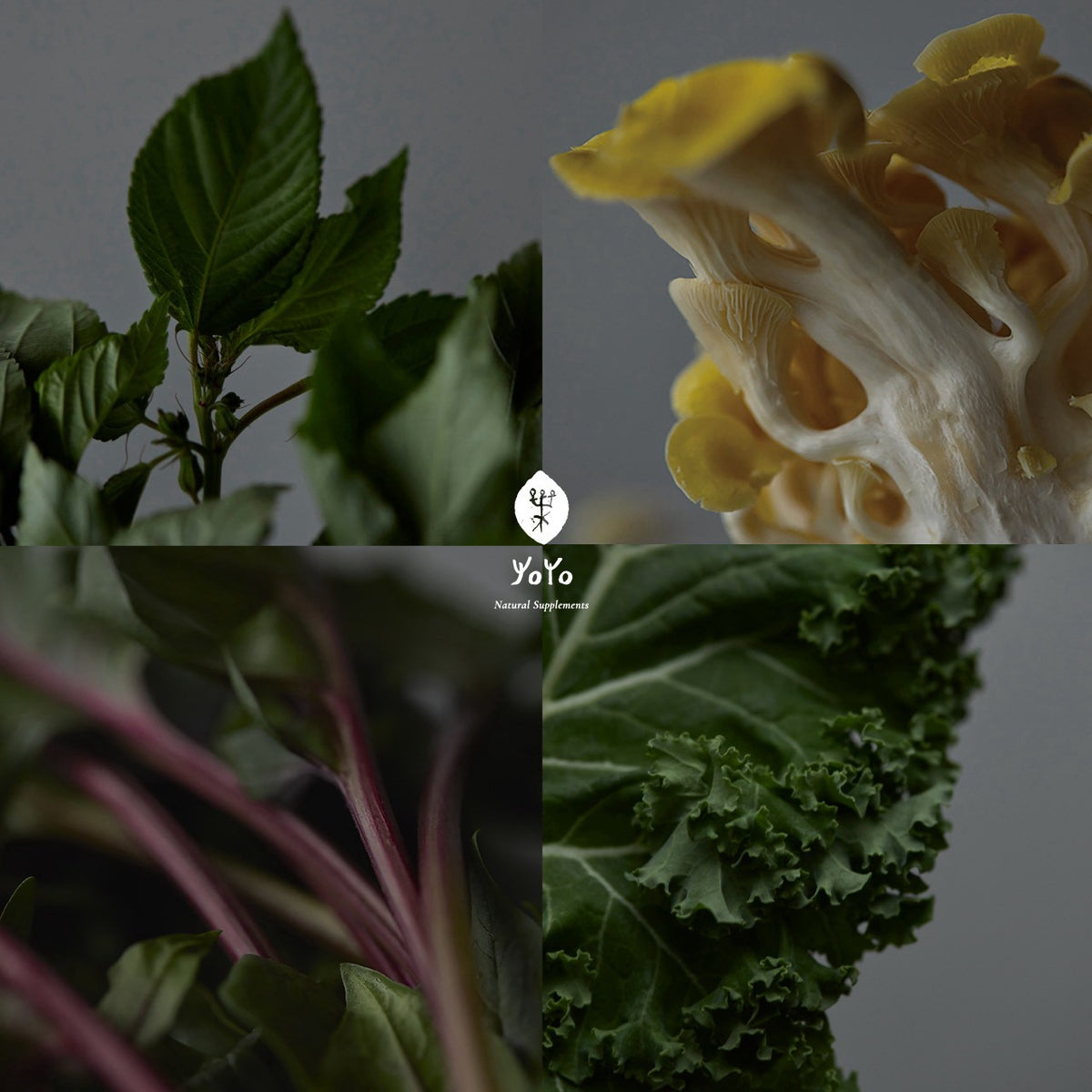 葉養 Everyday green