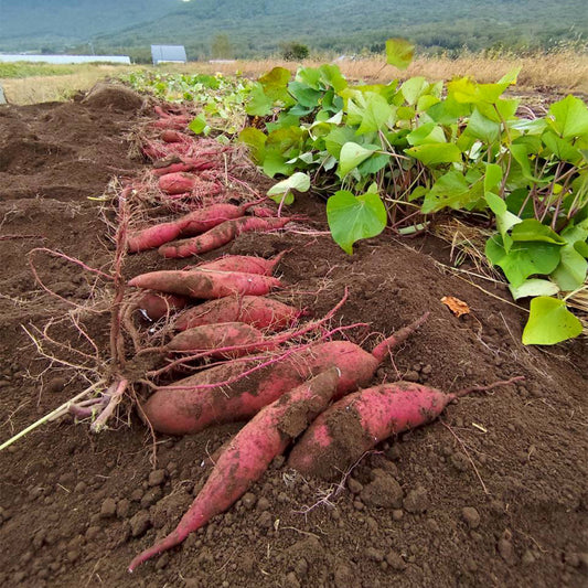 さつまいも(べにはるか)【7kg】