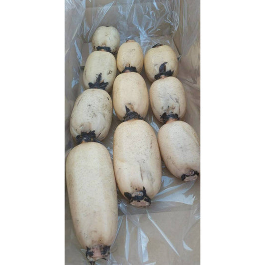 有機栽培れんこん