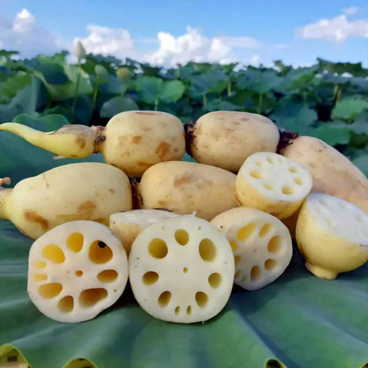 有機栽培れんこん