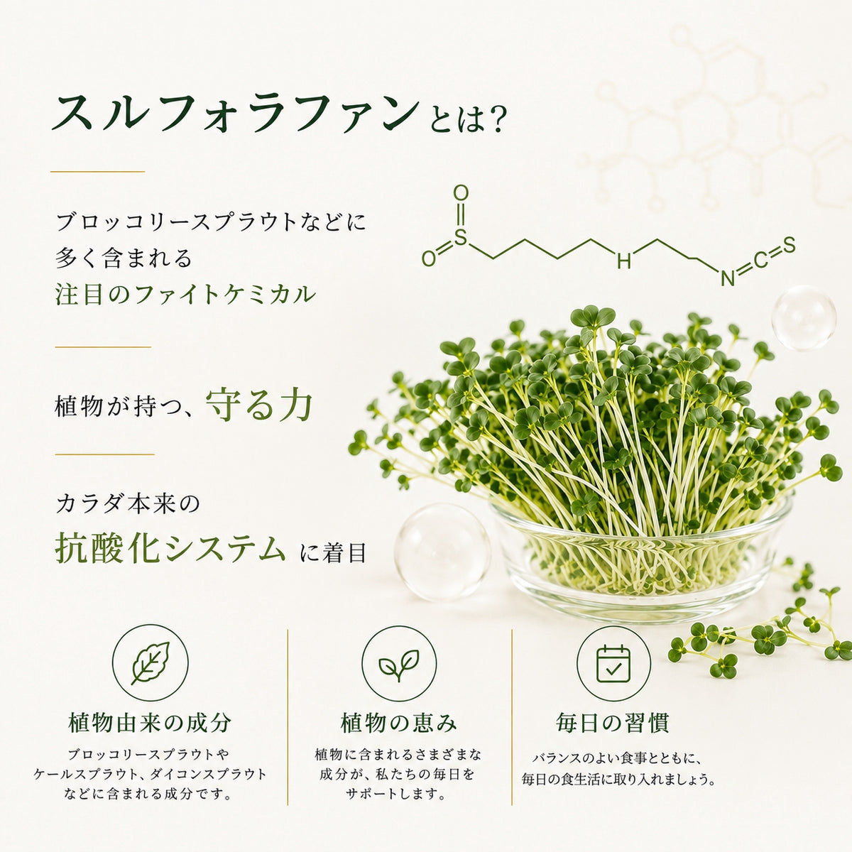 Sulfo-Daikon スルフォダイコン