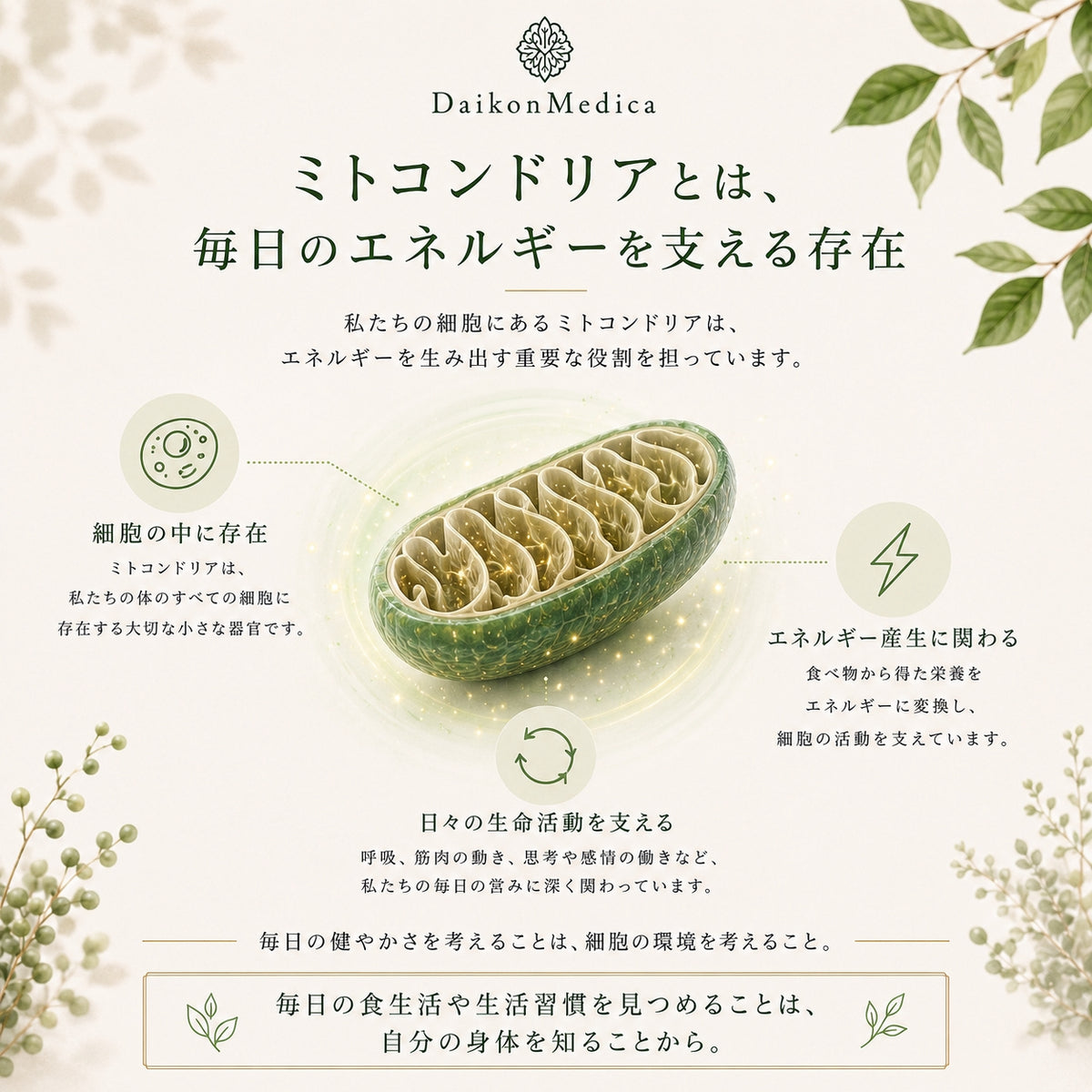 Sulfo-Daikon スルフォダイコン