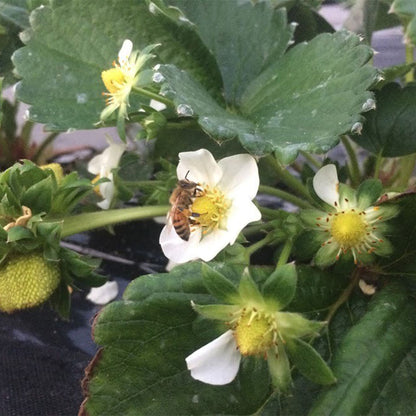 ISEICHIGO オーガニックあまおう 規格 軽いキズ奇形(B級)を含む 福岡県産有機あまおう