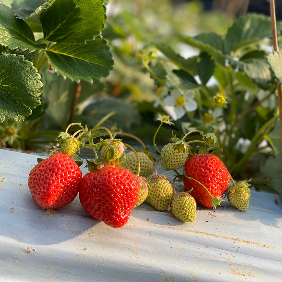 ISEICHIGO オーガニックあまおう 規格 軽いキズ奇形(B級)を含む 福岡県産有機あまおう