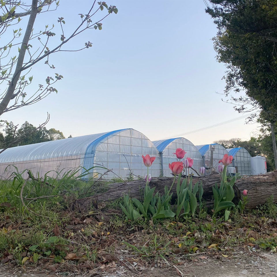 ISEICHIGO オーガニックあまおう 規格 軽いキズ奇形(B級)を含む 福岡県産有機あまおう