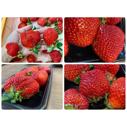 ISEICHIGO オーガニックあまおう 規格 軽いキズ奇形(B級)を含む 福岡県産有機あまおう