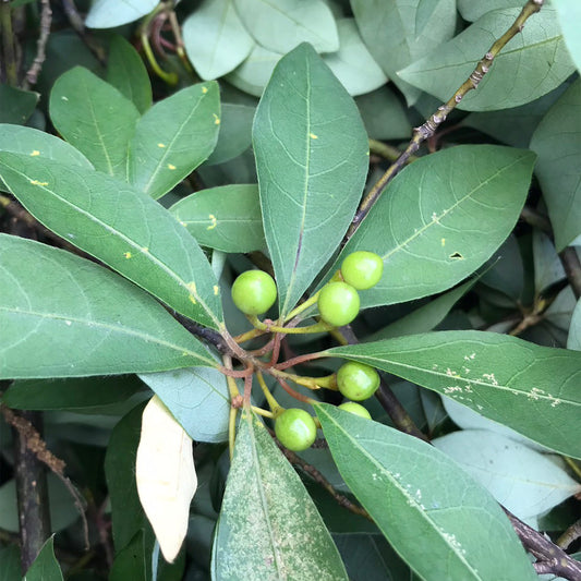 限定30本 精油 黒文字（クロモジ） 5ml