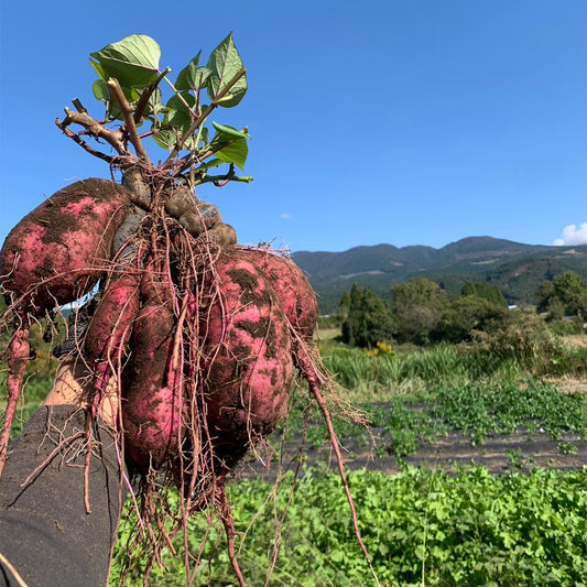 熟成貯蔵サツマイモ　紅はるか