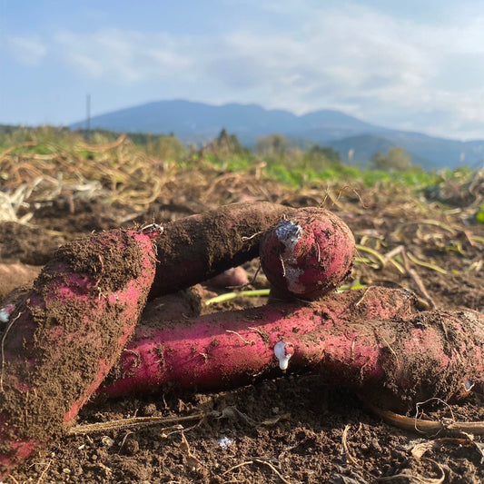 熟成貯蔵サツマイモ　紅はるか