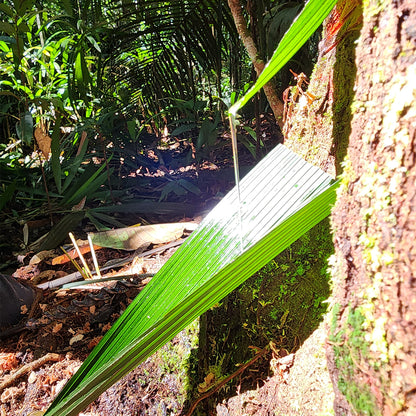 コパイバ マリマリ